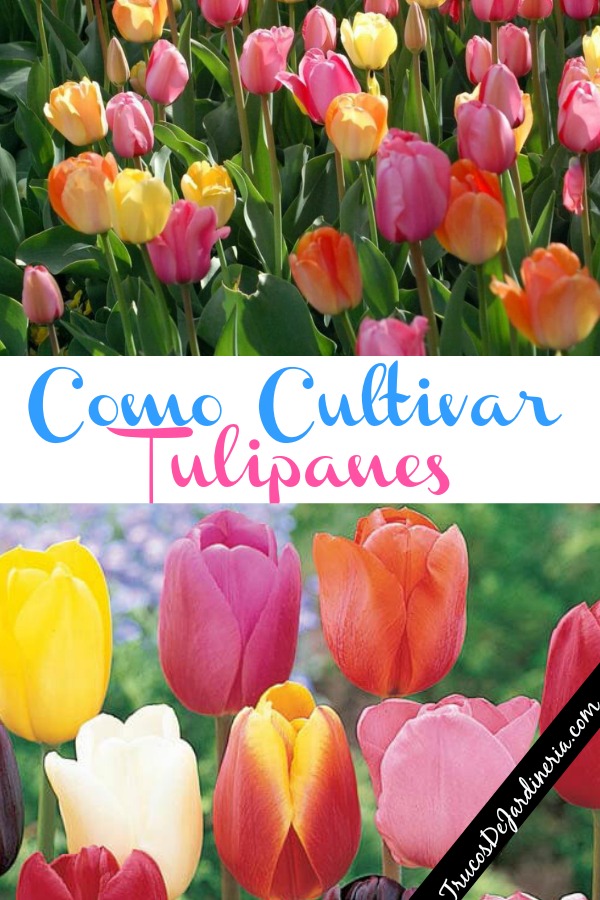 Cómo Plantar Bulbos de Tulipán