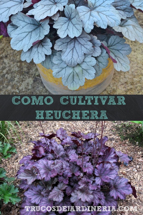 Cómo Cultivar Campanillas de Coral aka Heuchera