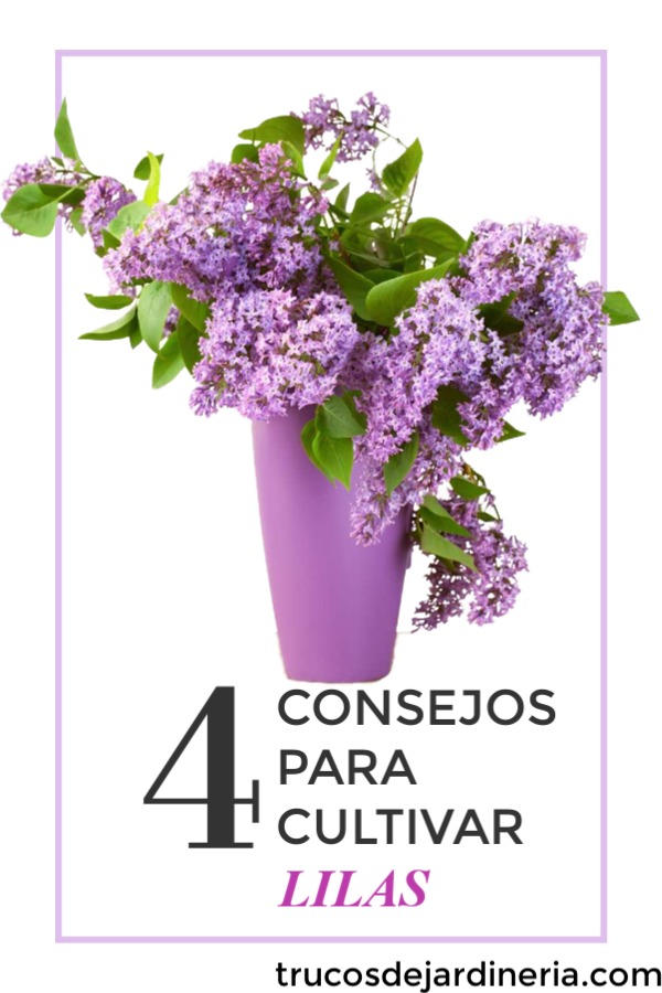 Consejos que Debes Saber Para Cultivar Lilas