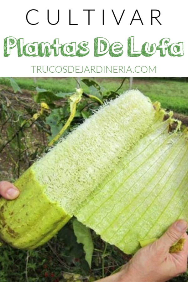 Cómo Cultivar Plantas de Luffa