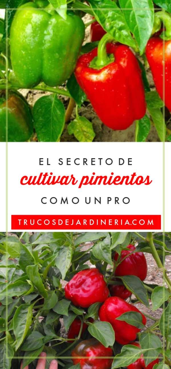 5 Consejos Para Cultivar Pimientos Morrones: Una Guía Para Cultivar Pimientos Morrones Grandes y Hermosos