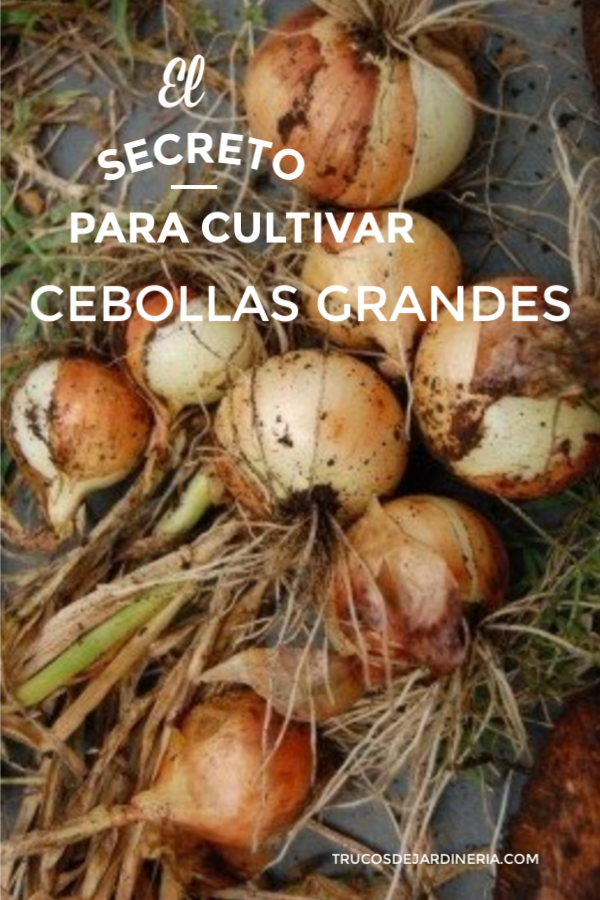 El Secreto Para Cultivar Cebollas Grandes