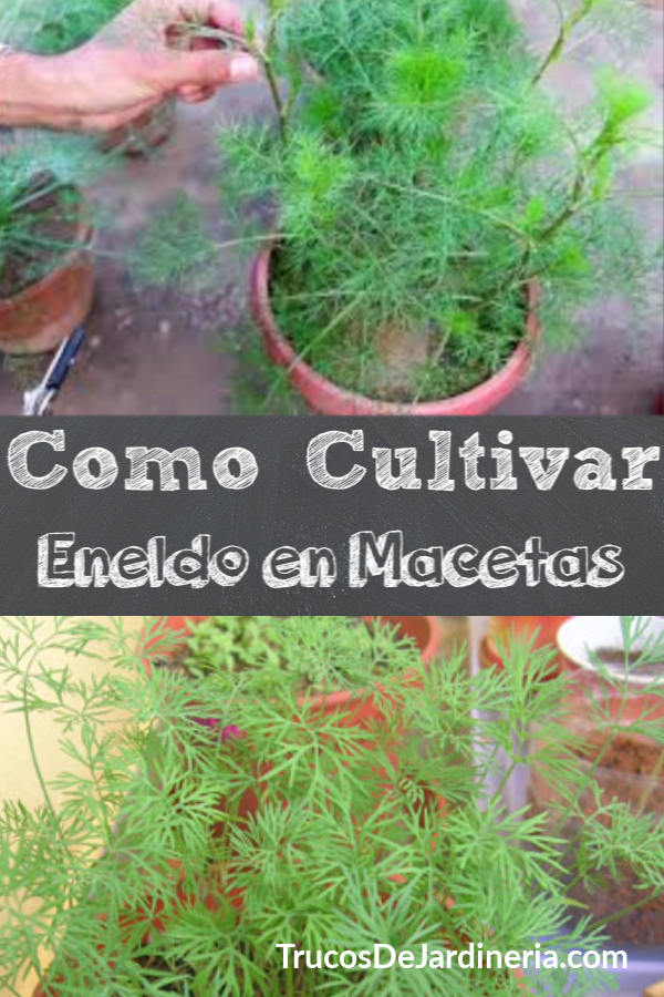 Cómo Cultivar Eneldo en Macetas