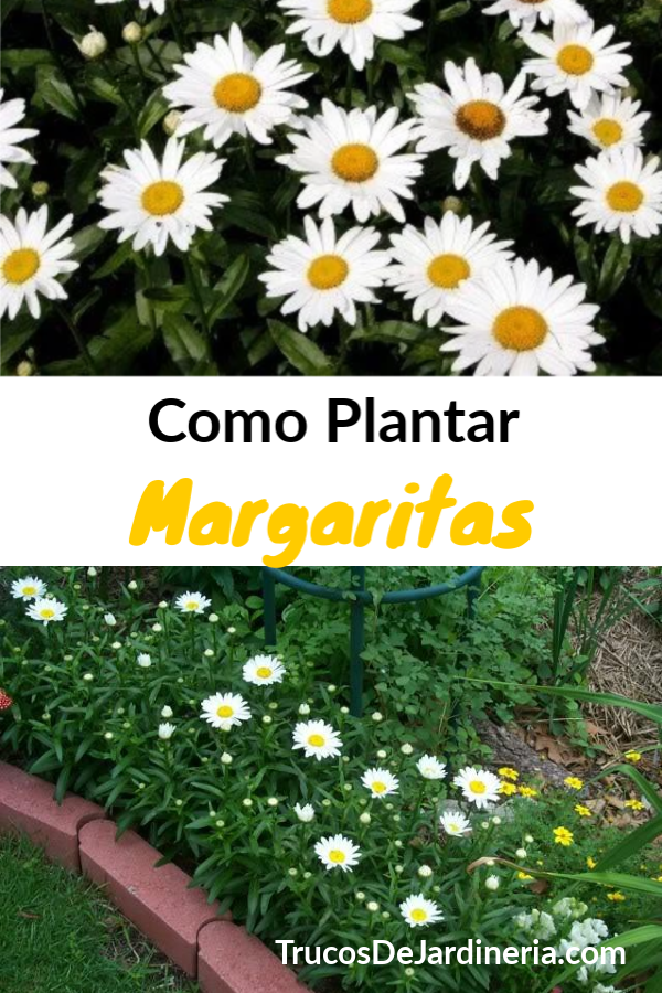 Cómo Plantar Margaritas
