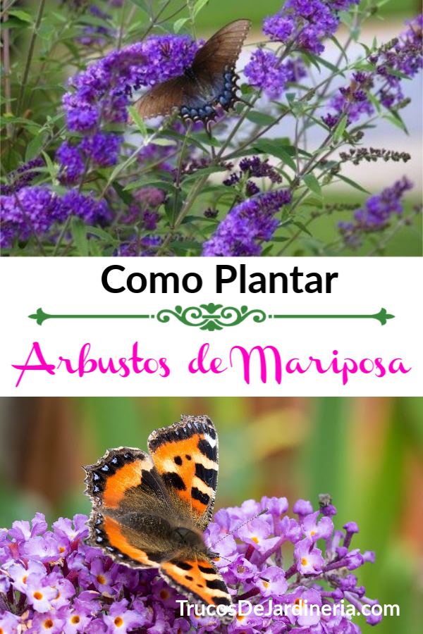 Cómo Plantar los Arbustos de Mariposas
