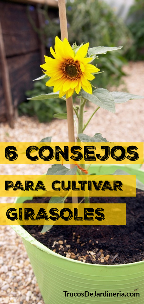 6 Consejos para Cultivar Girasoles