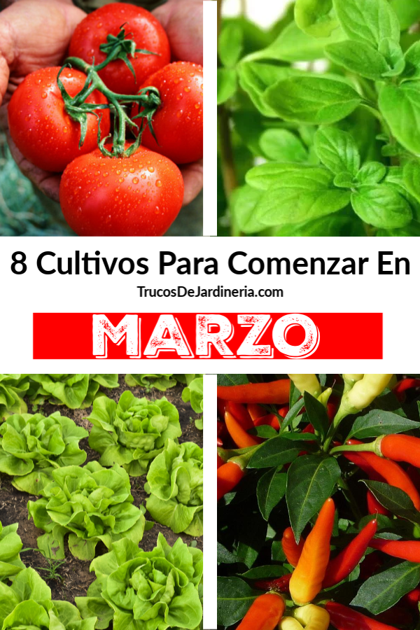 8 Cultivos para Comenzar en Marzo