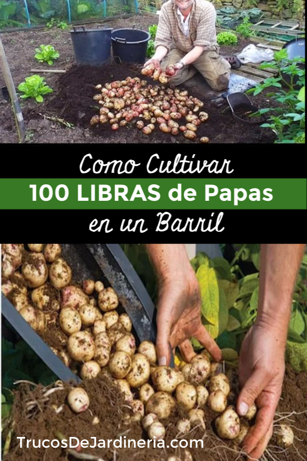 Cómo Cultivar Cien Libras de Papas en una Maceta