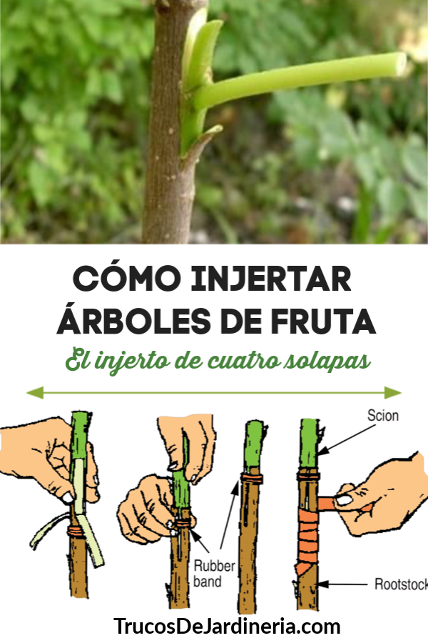 Cómo Injertar Árboles Frutales: La Técnica de Injerto de Cuatro Colgajos