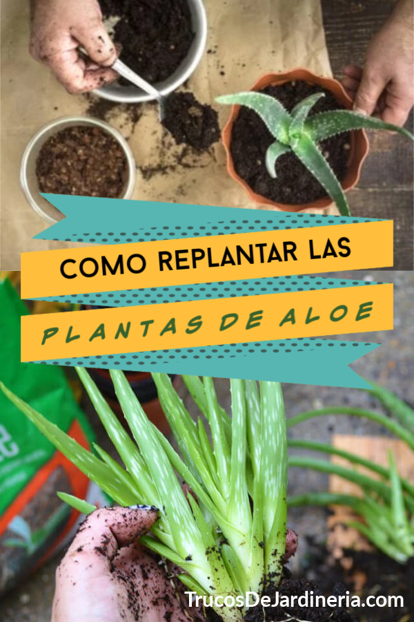 Cómo Replantar Plantas de Áloe Vera