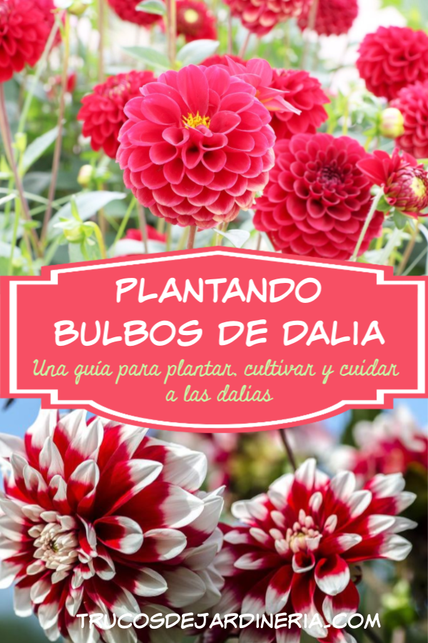 Plantar y Cuidar Bulbos de Dalias