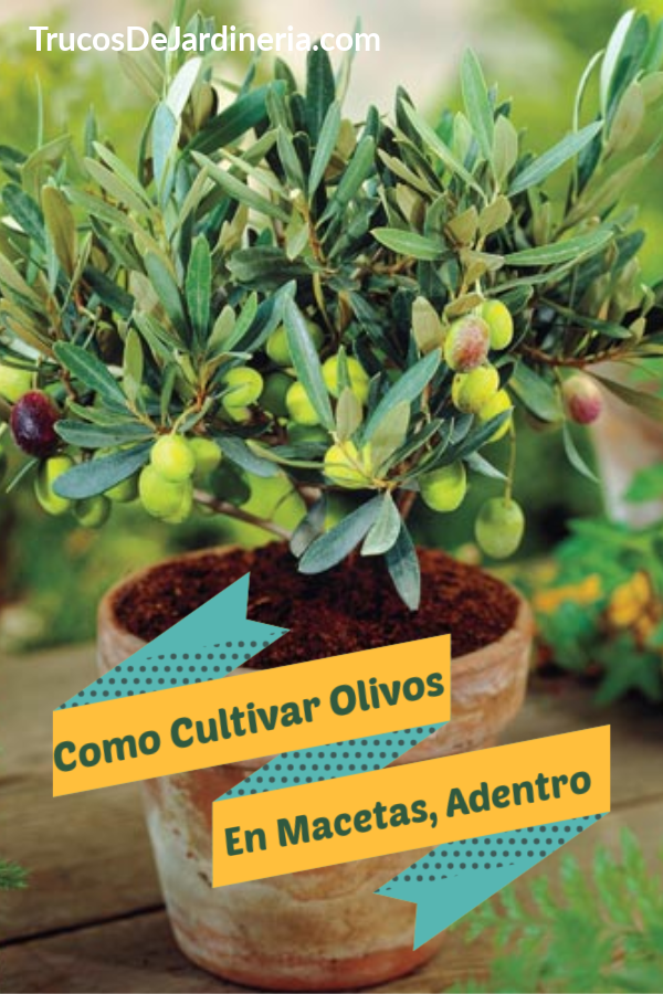 Cómo Cultivar Olivos en Macetas