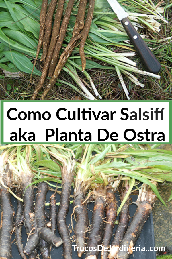 Cómo Cultivar Salsifí AKA Planta de Ostras