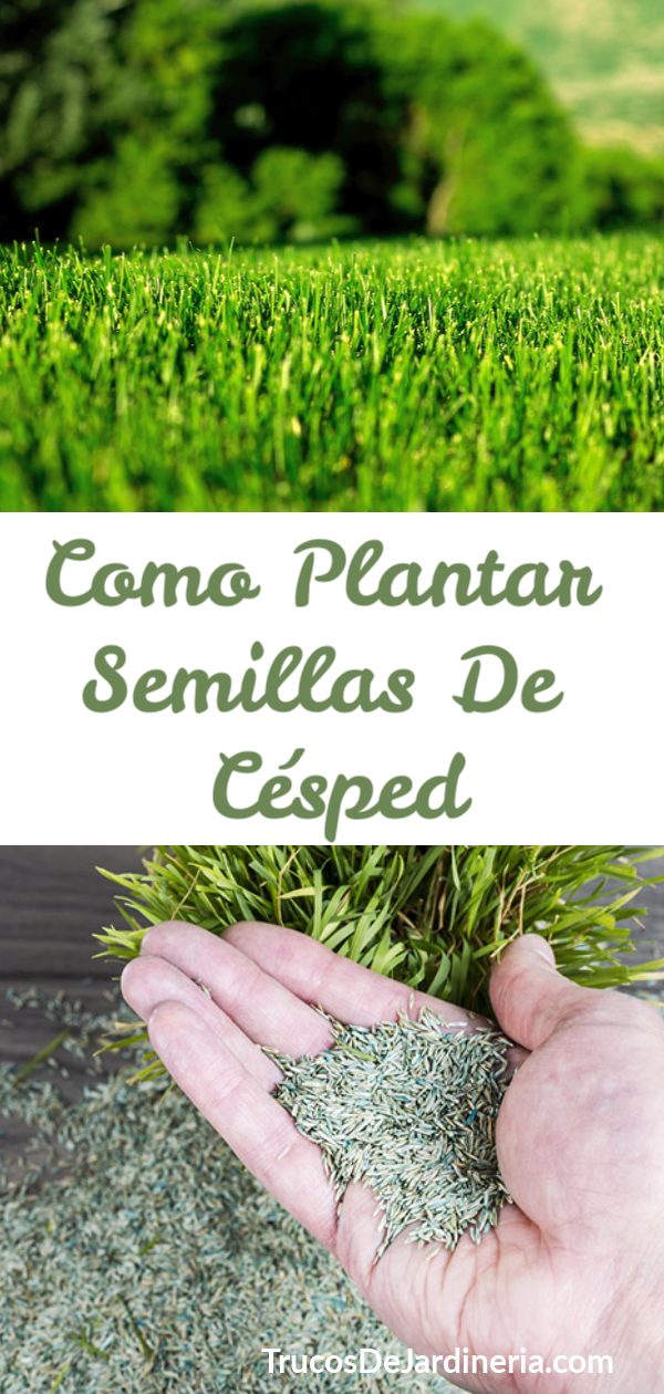 Como Plantar Semillas De Césped