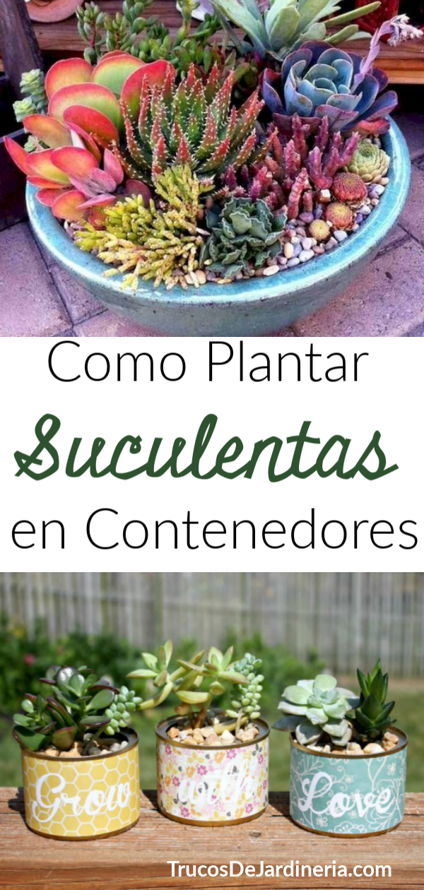 Cómo Plantar Suculentas en Contenedores