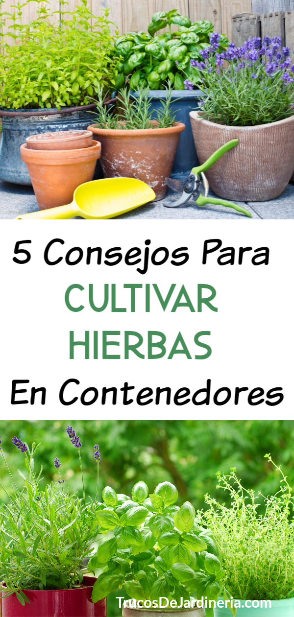 5 Consejos Para Cultivar Hierbas en Contenedores