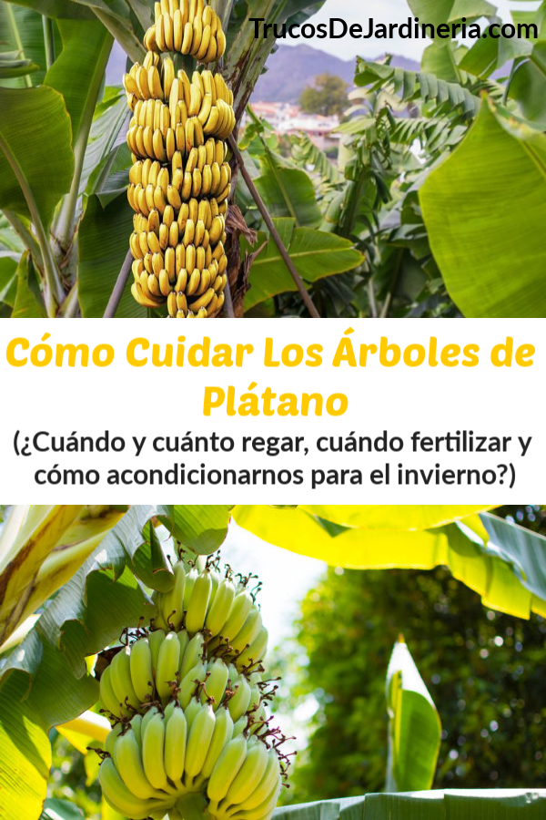 Cómo Cuidar los Árboles de Banana