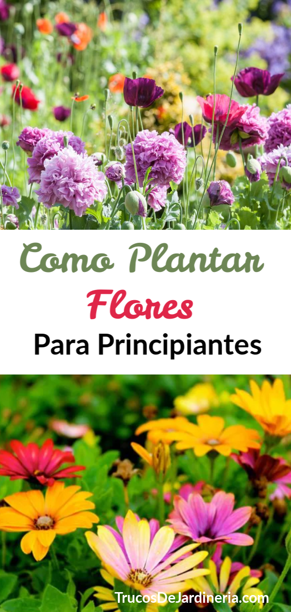 Como Plantar Flores Para Principiantes