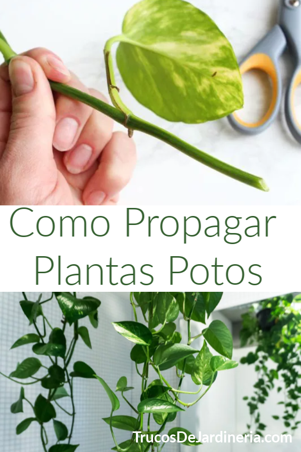 Cómo Propagar Plantas Potos