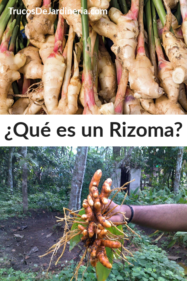 Qué es un Rizoma