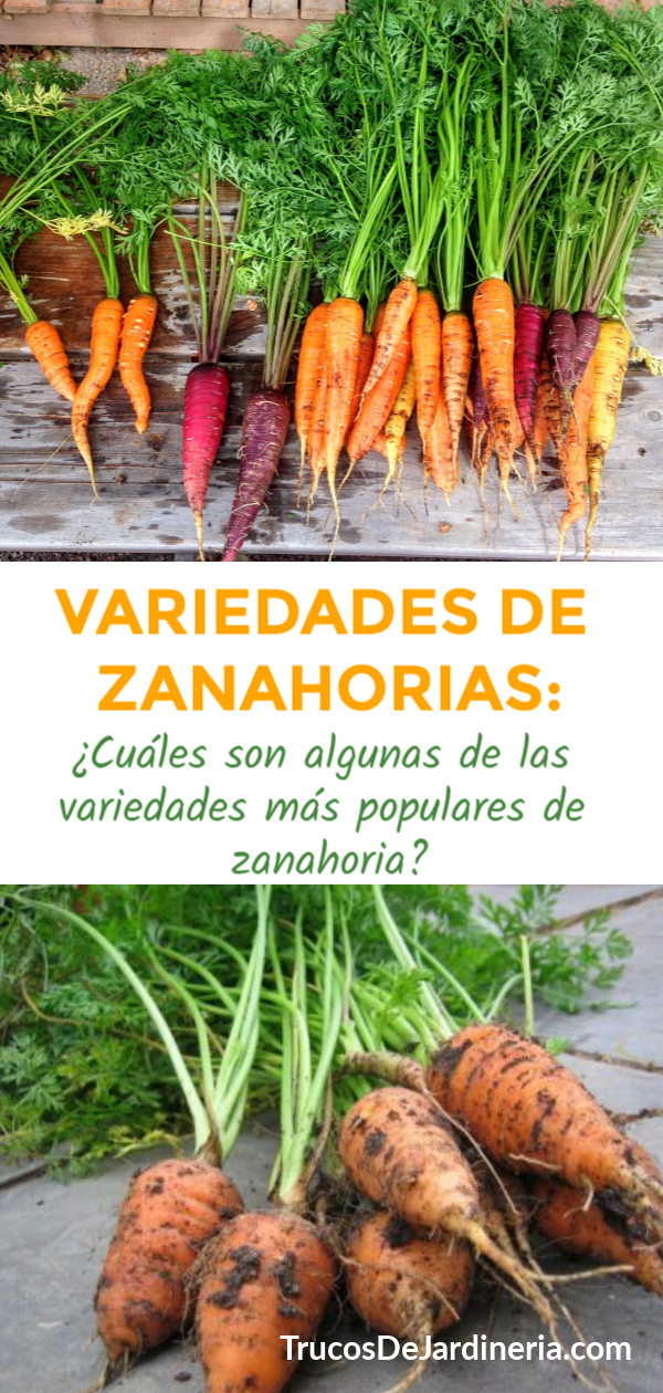 Variedades de Zanahorias: ¿Cuáles son las Variedades de Zanahorias más Populares?