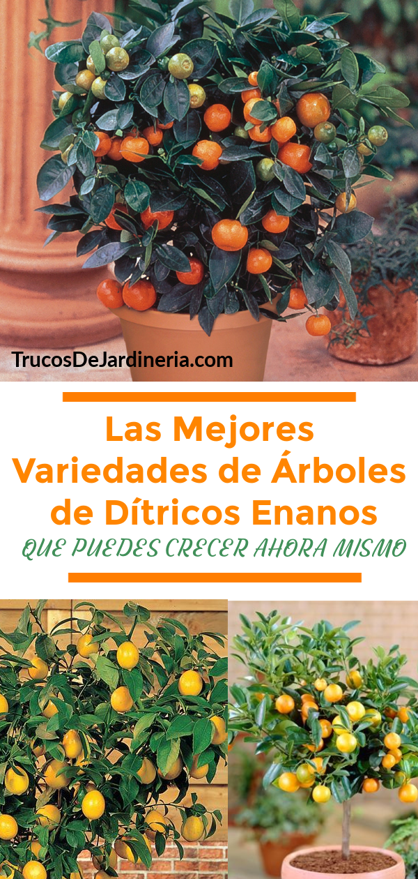 Árboles Cítricos Enanos