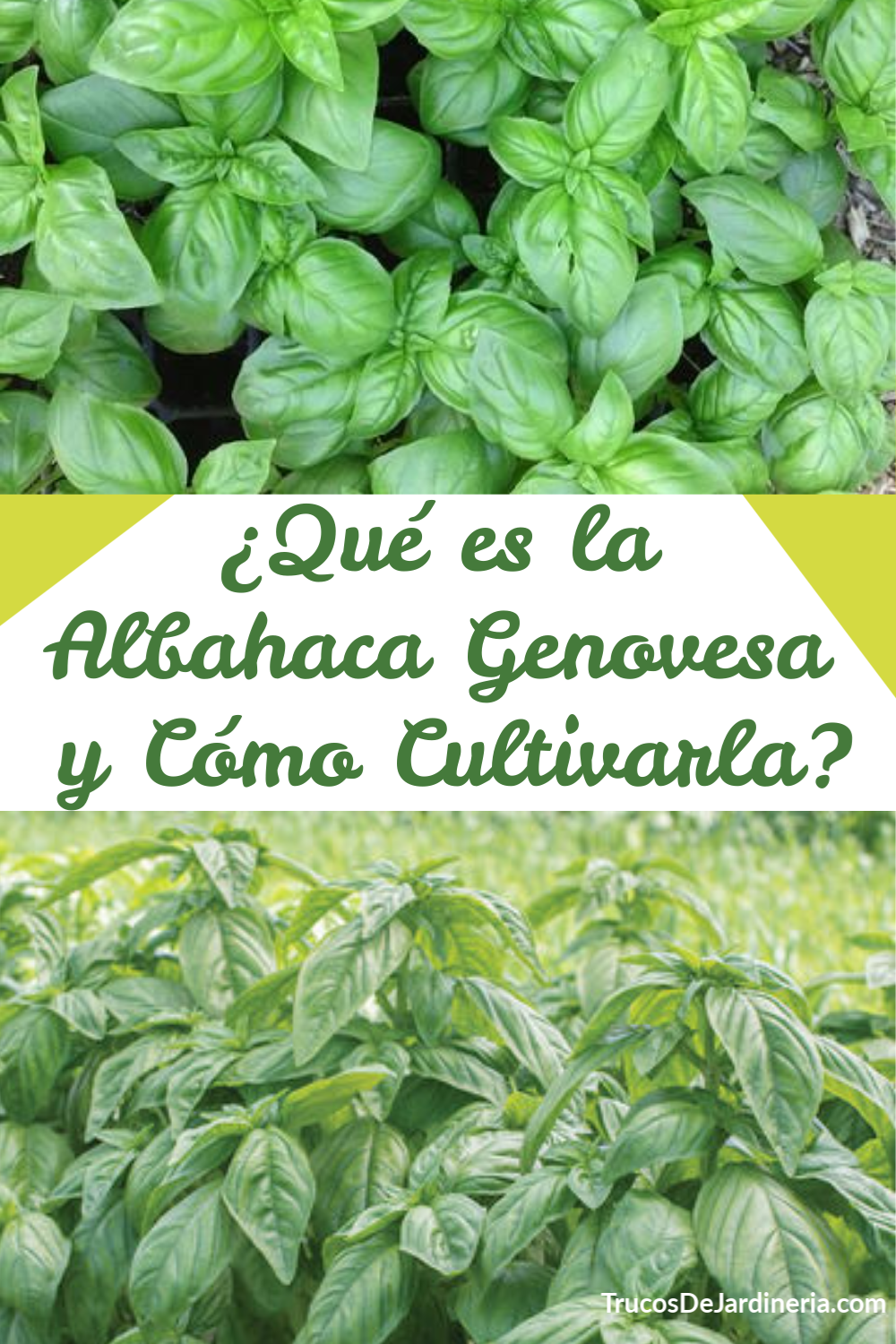 Qué es la Albahaca Genovesa y Cómo Cultivarla