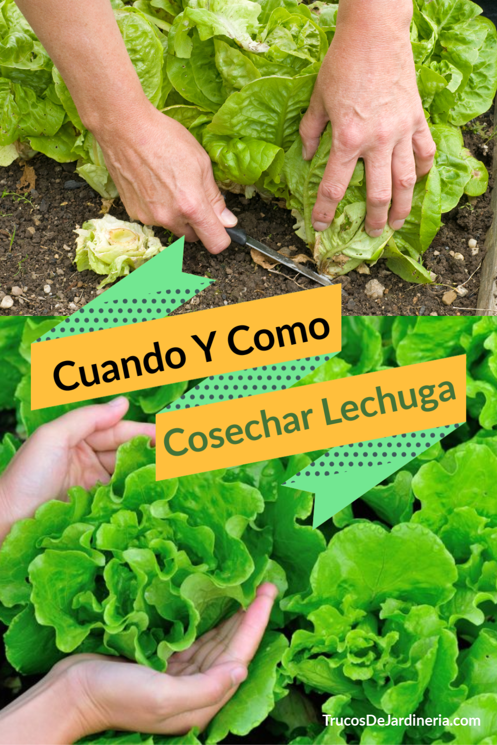 Cuándo Cosechar Lechuga y Cómo Hacerlo Correctamente