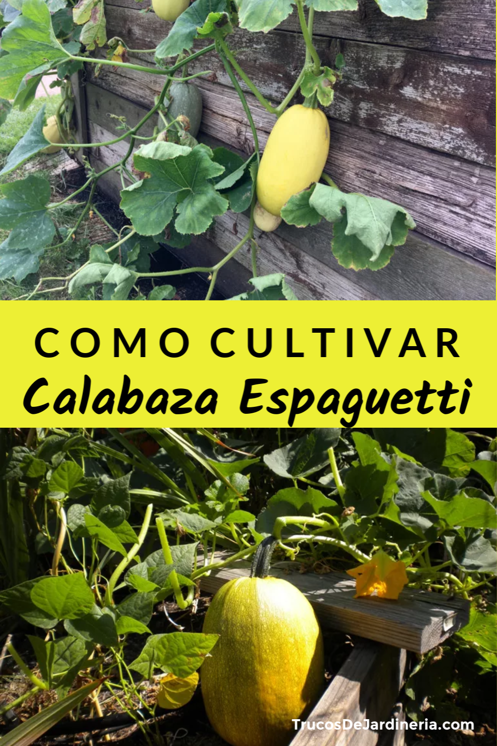 Cómo Cultivar Calabaza Espagueti