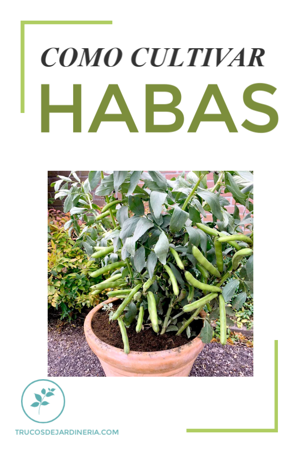 Cómo Cultivar Habas, AKA Frijoles Fava