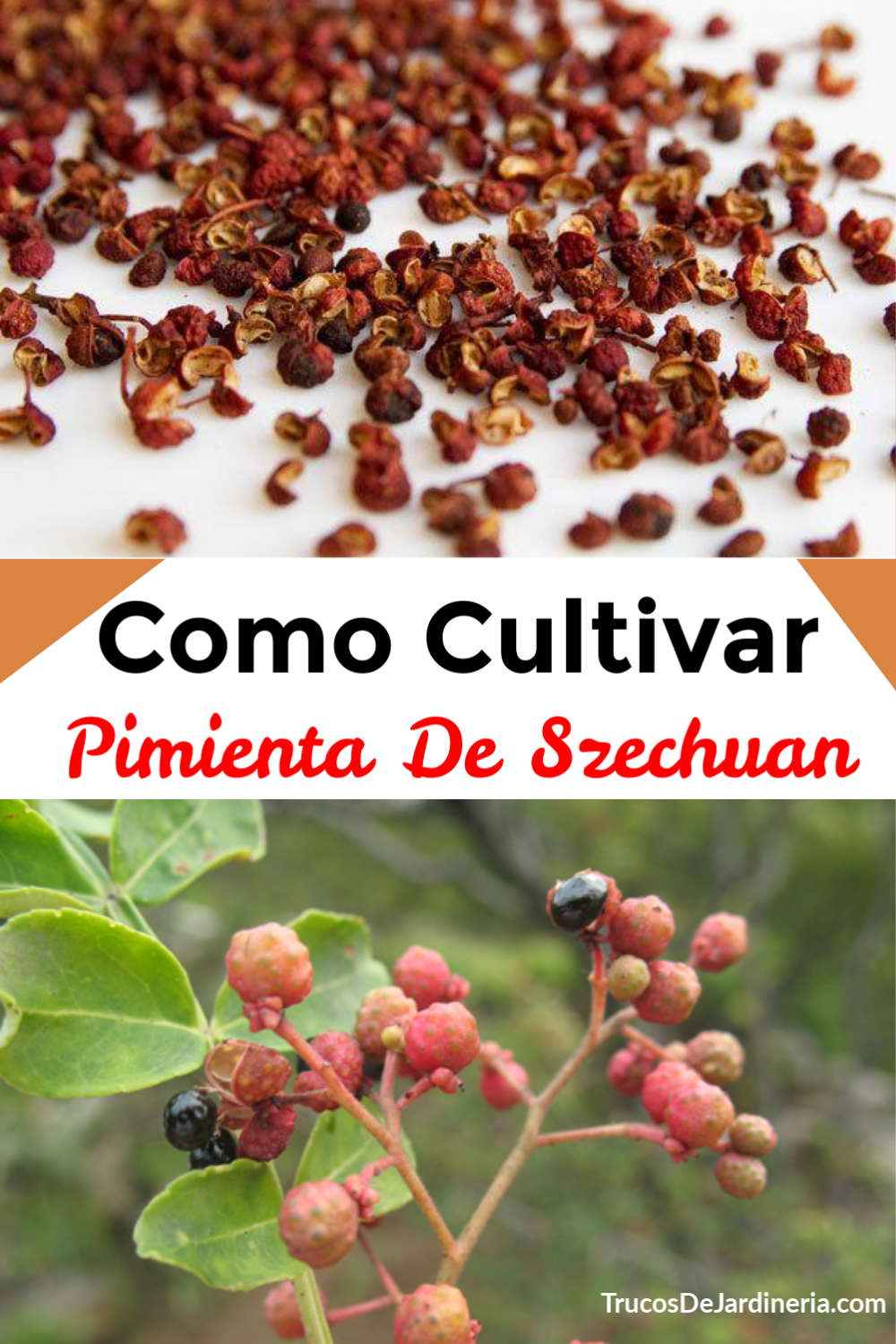 Cómo Cultivar Pimienta de Sichuan