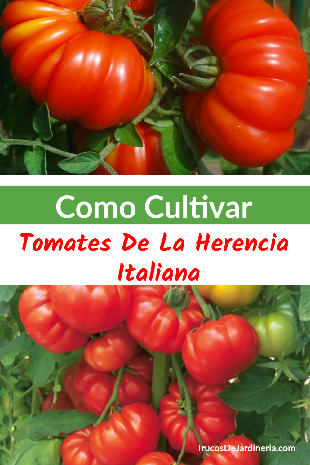 Cómo Cultivar Tomates de Herencia Italiana