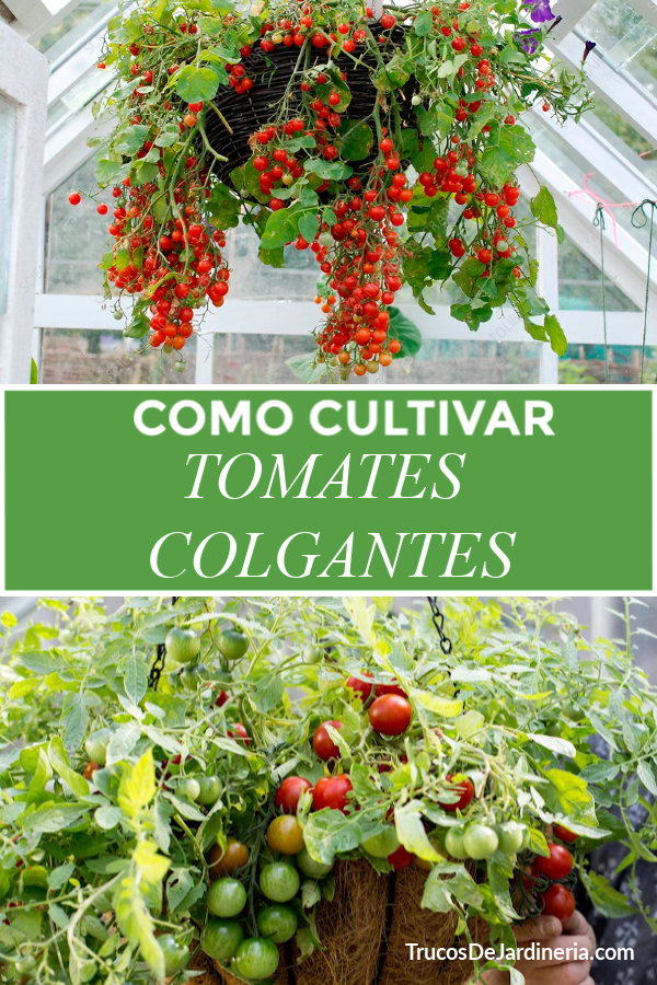 Cómo Cultivar Plantas de Tomate Colgantes