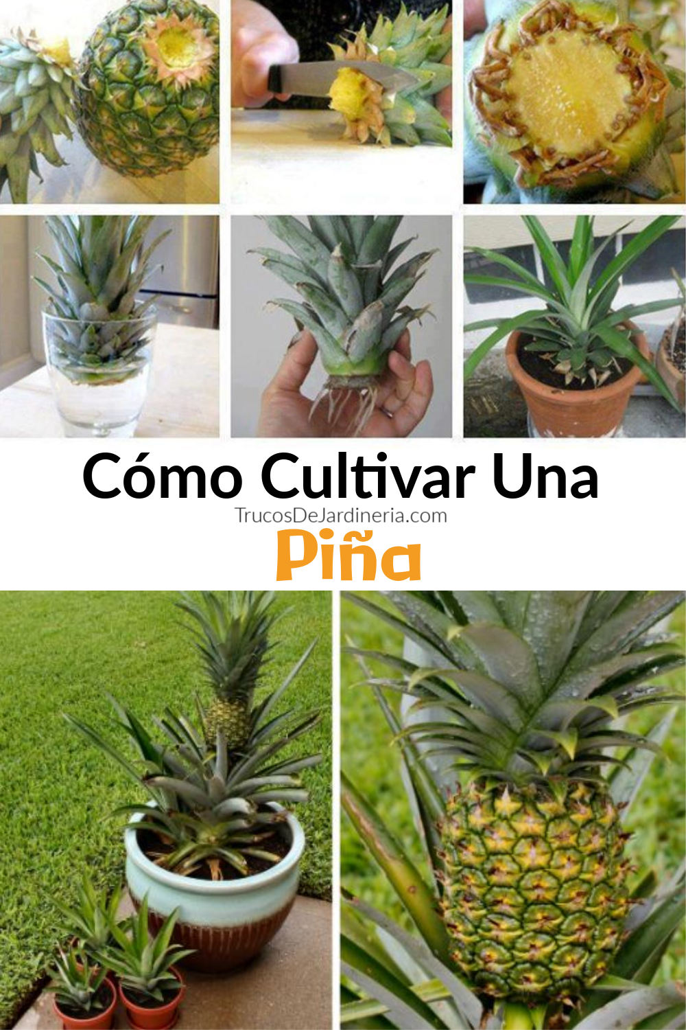 Cómo Cultivar una Piña en tu Casa o Jardín