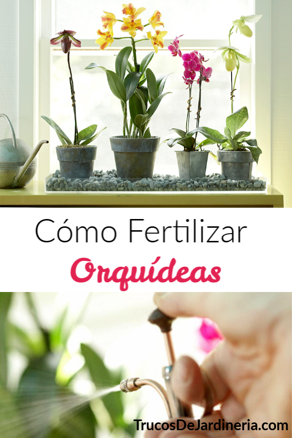 Cómo Fertilizar Orquídeas