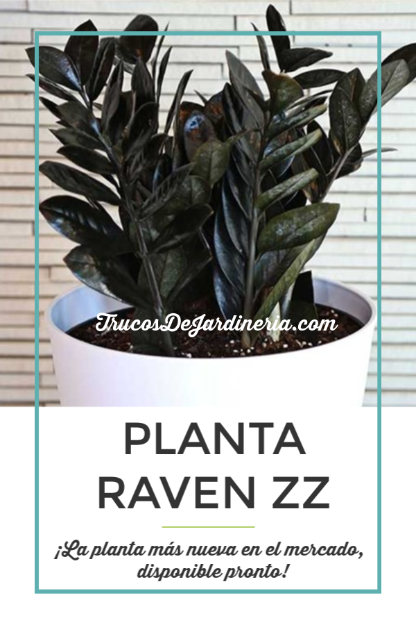 Planta Raven ZZ: ¡La Nueva Planta Elegante que Necesitas!