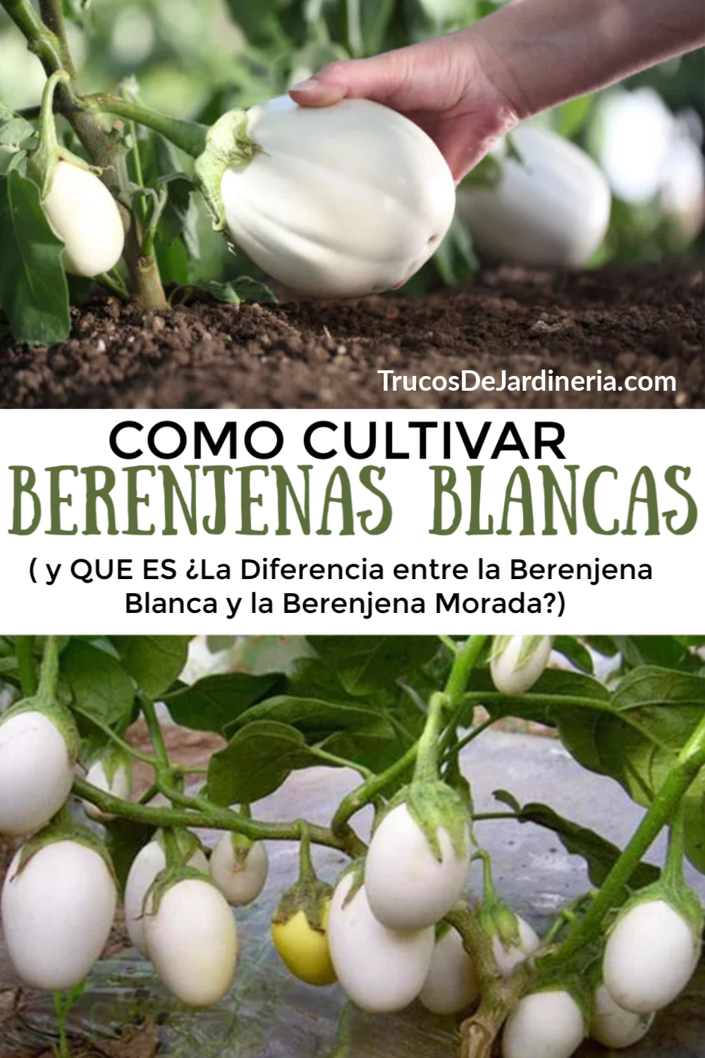 Cómo Cosechar Berenjena Blanca