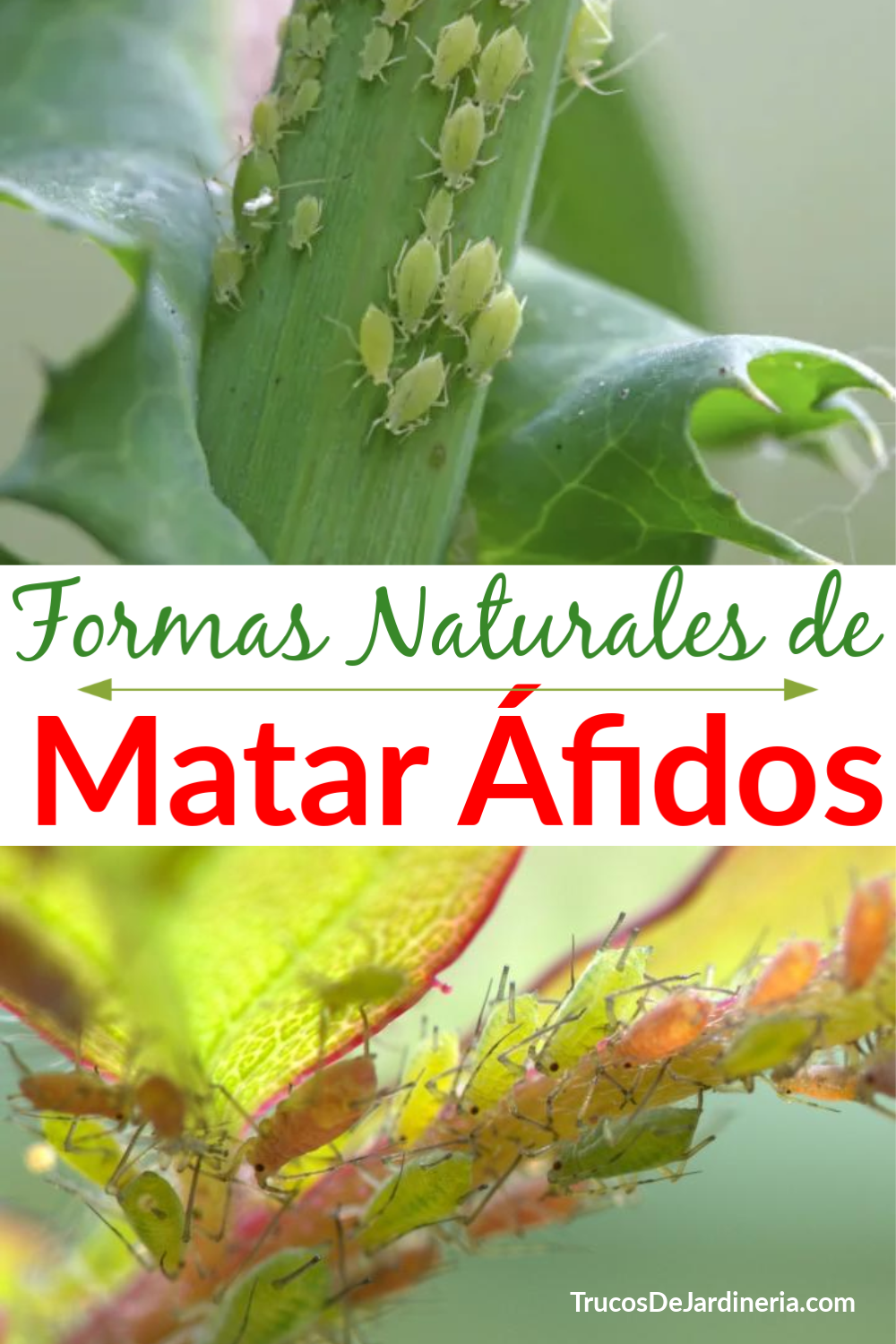 Formas Naturales de Matar Áfidos