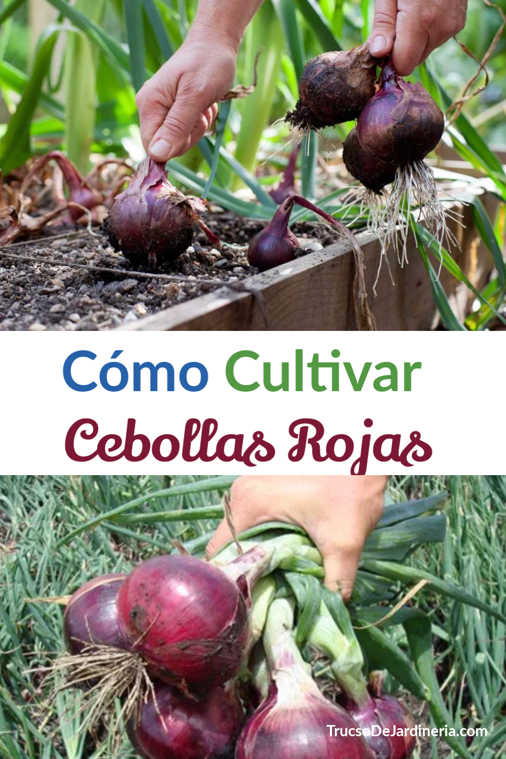Cómo Cultivar Cebollas Rojas