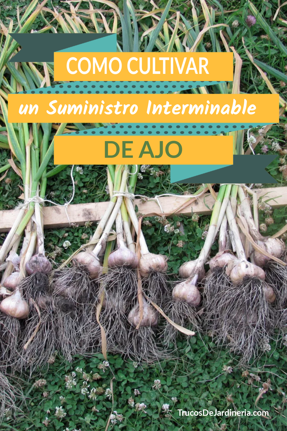 Cómo Cultivar un Suministro Interminable de Ajo