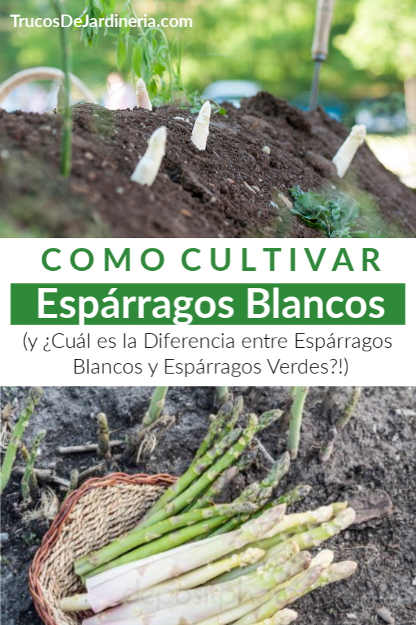 Cómo Cultivar Espárragos Blancos