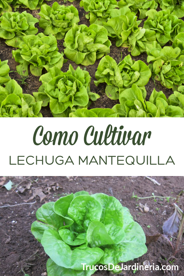 Cómo Cultivar Lechuga Mantequilla