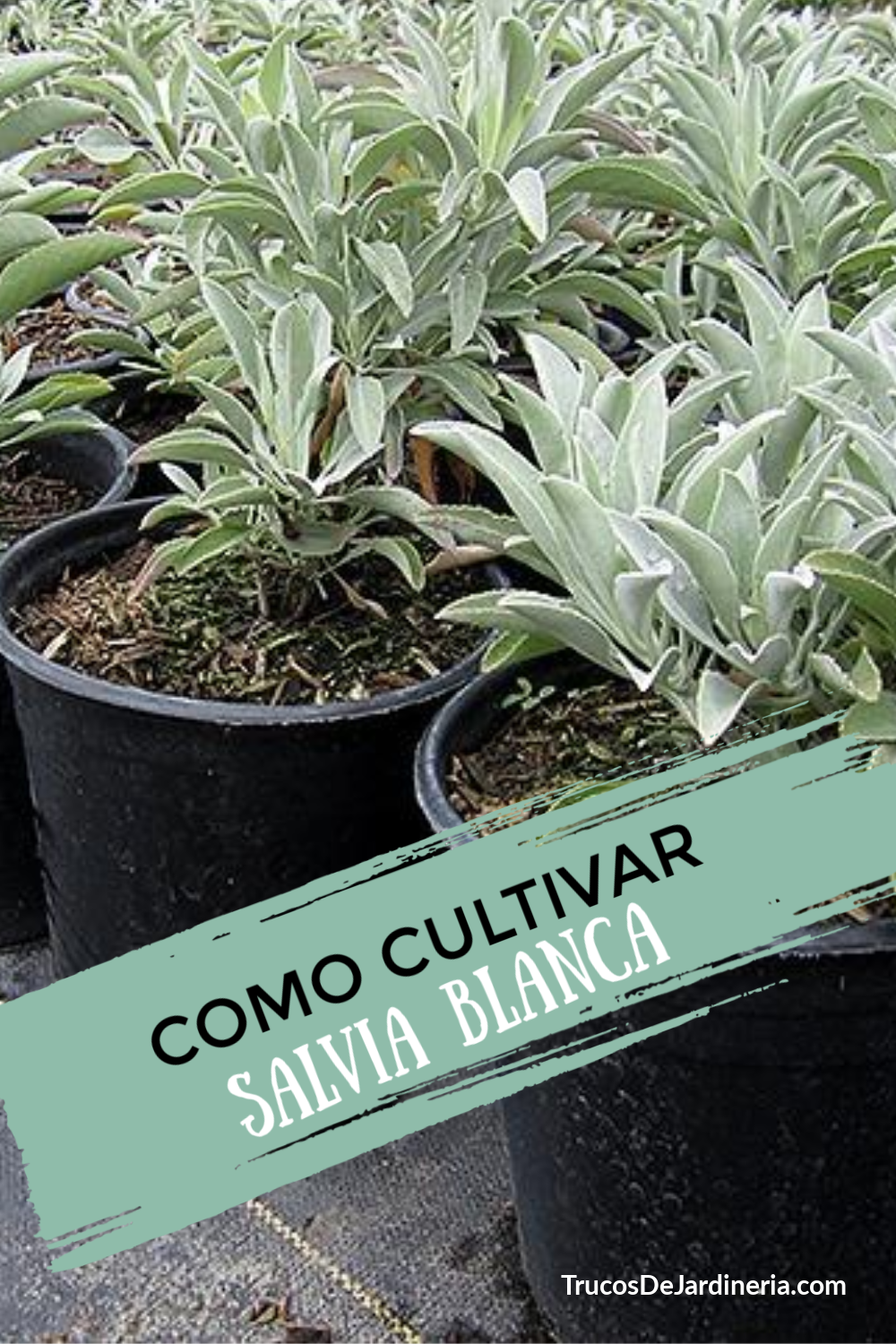 Cómo Cultivar Salvia Blanca