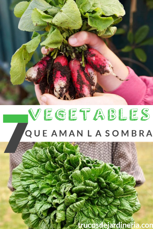 7 Vegetales que Aman la Sombra