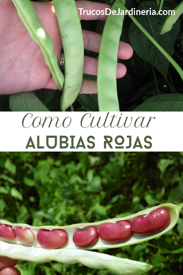 Como Cultivar Alubias Rojas