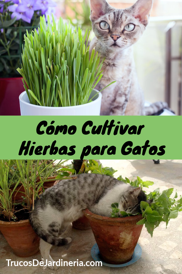 Cómo Cultivar Hierbas para Gatos