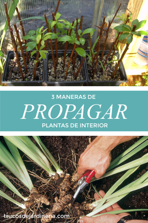 Cómo Propagar Plantas de Interior