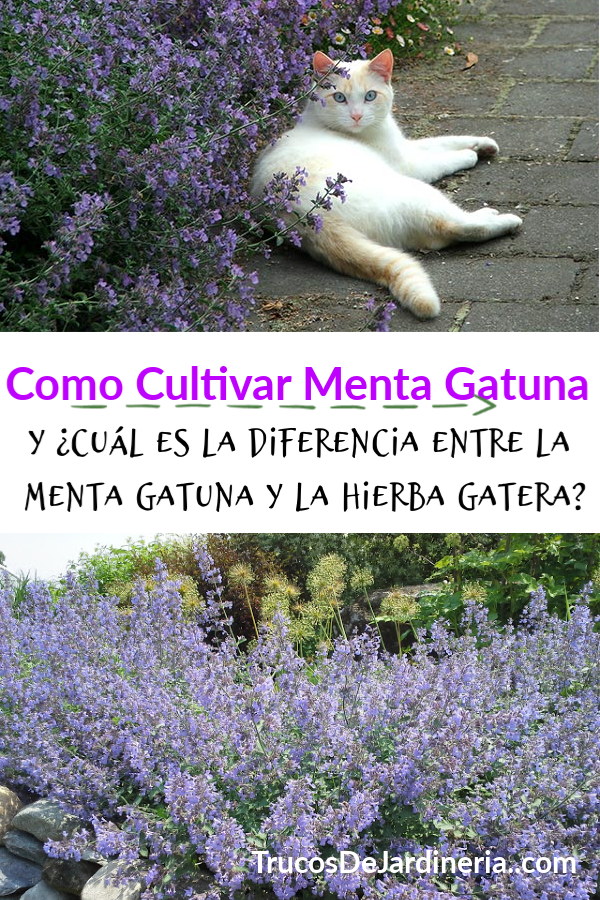 Cómo Cultivar Menta Gatuna