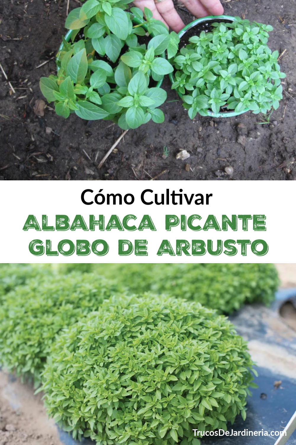 Cómo Cultivar Albahaca Picante Globo de Arbusto