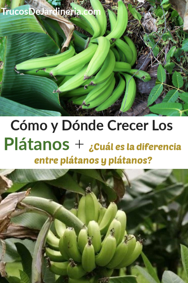 Cómo Cultivar Plátanos